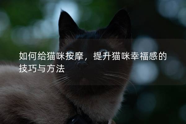 如何给猫咪按摩，提升猫咪幸福感的技巧与方法