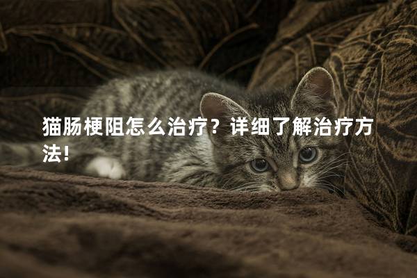 猫肠梗阻怎么治疗？详细了解治疗方法!