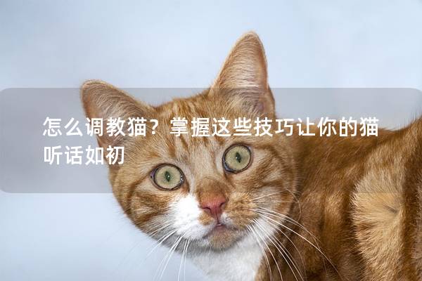 怎么调教猫？掌握这些技巧让你的猫听话如初