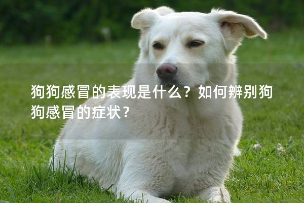 狗狗感冒的表现是什么？如何辨别狗狗感冒的症状？