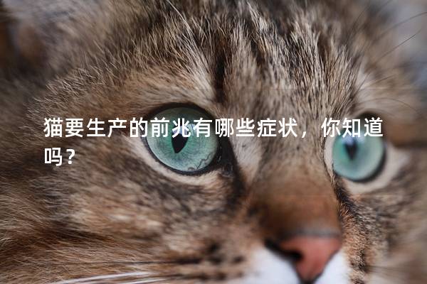 猫要生产的前兆有哪些症状，你知道吗？