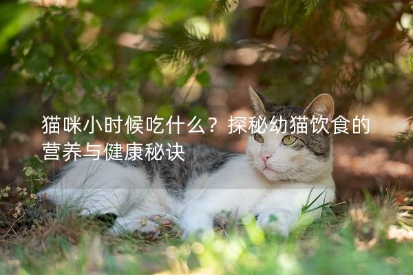 猫咪小时候吃什么？探秘幼猫饮食的营养与健康秘诀