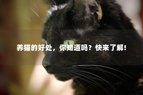 养猫的好处，你知道吗？快来了解!