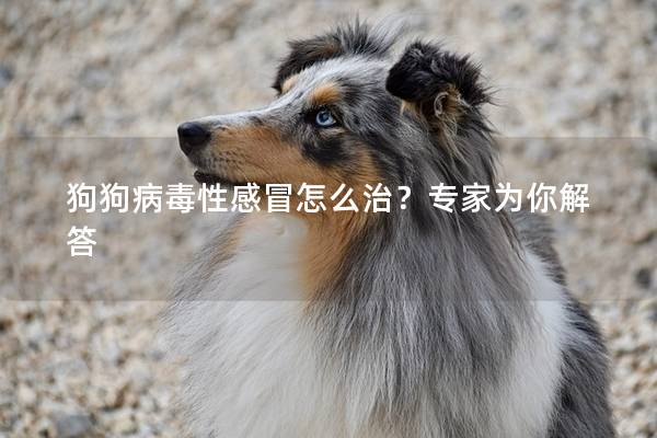 狗狗病毒性感冒怎么治？专家为你解答