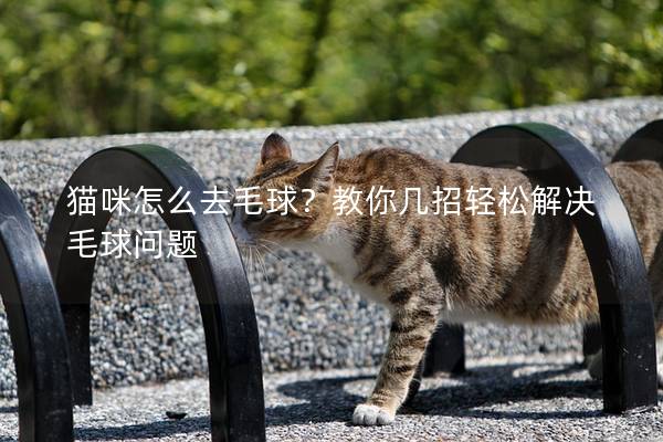 猫咪怎么去毛球？教你几招轻松解决毛球问题