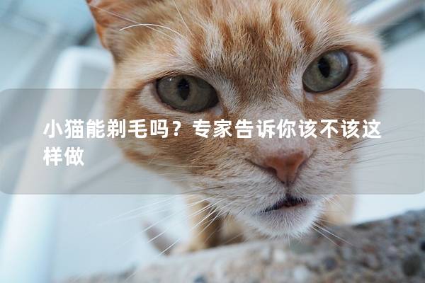 小猫能剃毛吗？专家告诉你该不该这样做