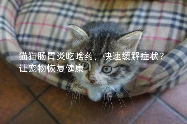 猫猫肠胃炎吃啥药，快速缓解症状？让宠物恢复健康