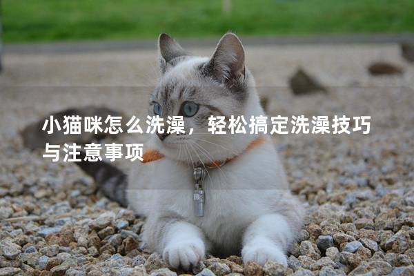 小猫咪怎么洗澡，轻松搞定洗澡技巧与注意事项