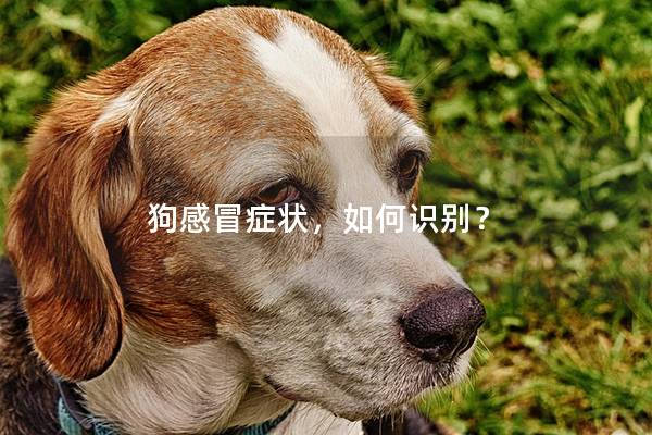 狗感冒症状，如何识别？