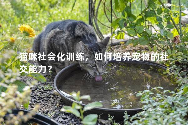 猫咪社会化训练，如何培养宠物的社交能力？