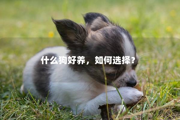 什么狗好养，如何选择？