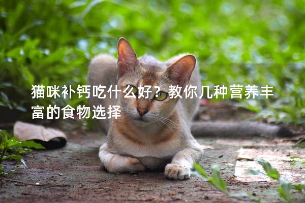 猫咪补钙吃什么好？教你几种营养丰富的食物选择