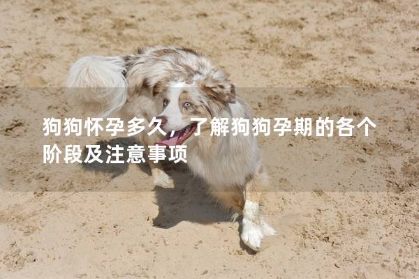 狗狗怀孕多久，了解狗狗孕期的各个阶段及注意事项