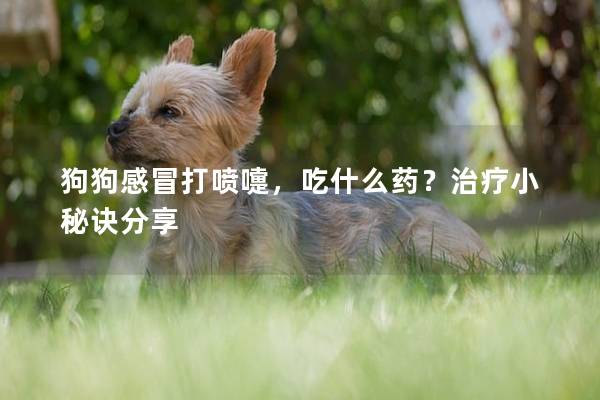 狗狗感冒打喷嚏，吃什么药？治疗小秘诀分享