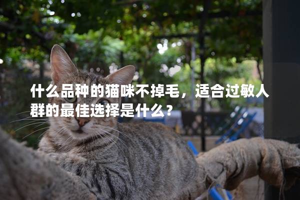 什么品种的猫咪不掉毛，适合过敏人群的最佳选择是什么？