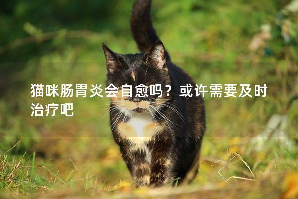 猫咪肠胃炎会自愈吗？或许需要及时治疗吧