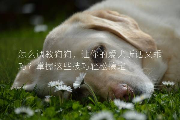 怎么调教狗狗，让你的爱犬听话又乖巧？掌握这些技巧轻松搞定