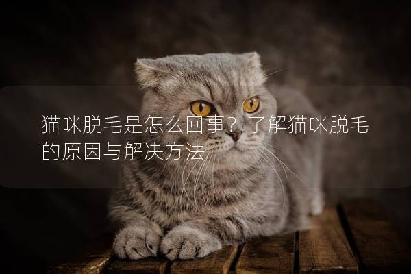 猫咪脱毛是怎么回事？了解猫咪脱毛的原因与解决方法