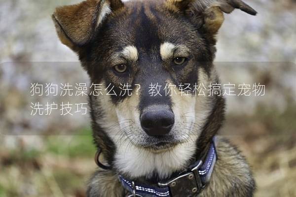 狗狗洗澡怎么洗？教你轻松搞定宠物洗护技巧