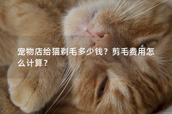 宠物店给猫剃毛多少钱？剪毛费用怎么计算？