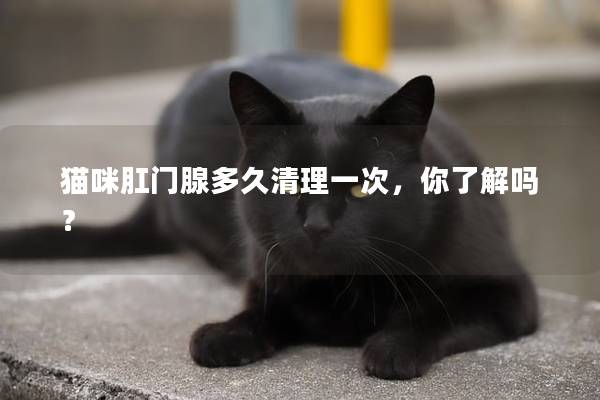 猫咪肛门腺多久清理一次，你了解吗？