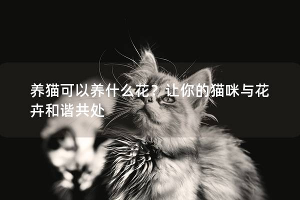 养猫可以养什么花？让你的猫咪与花卉和谐共处