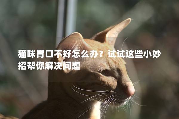 猫咪胃口不好怎么办？试试这些小妙招帮你解决问题