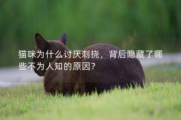 猫咪为什么讨厌刺挠，背后隐藏了哪些不为人知的原因？