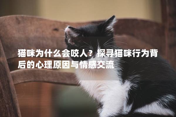 猫咪为什么会咬人？探寻猫咪行为背后的心理原因与情感交流