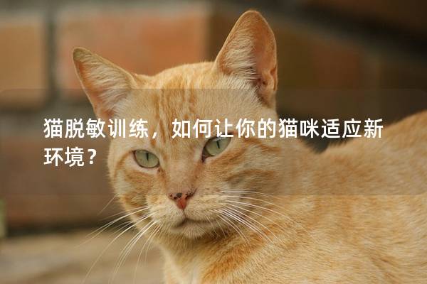 猫脱敏训练，如何让你的猫咪适应新环境？