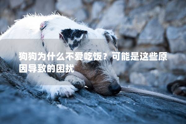 狗狗为什么不爱吃饭？可能是这些原因导致的困扰