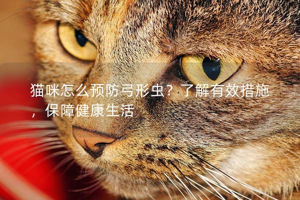 猫咪怎么预防弓形虫？了解有效措施，保障健康生活