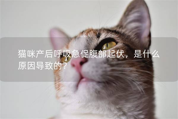 猫咪产后呼吸急促腹部起伏，是什么原因导致的？