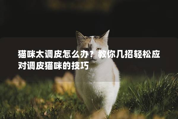 猫咪太调皮怎么办？教你几招轻松应对调皮猫咪的技巧