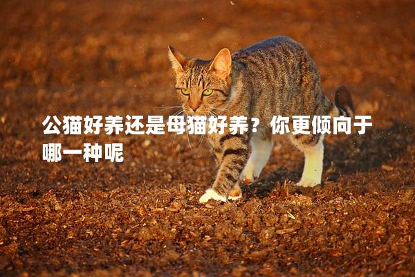 公猫好养还是母猫好养？你更倾向于哪一种呢