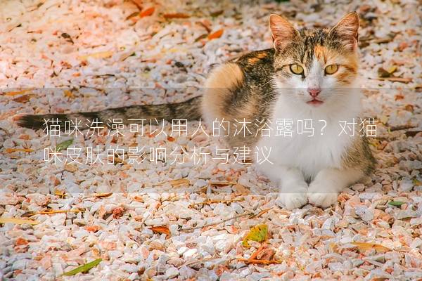 猫咪洗澡可以用人的沐浴露吗？对猫咪皮肤的影响分析与建议