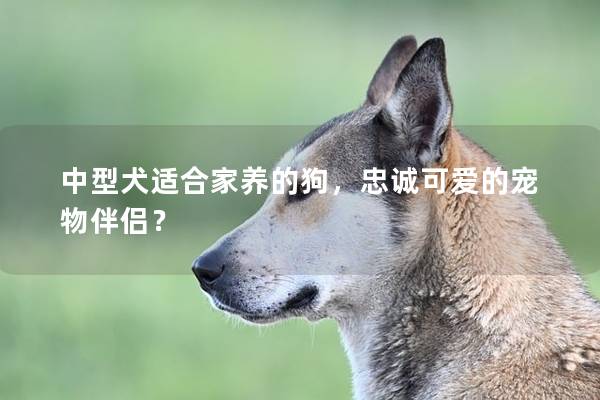 中型犬适合家养的狗，忠诚可爱的宠物伴侣？