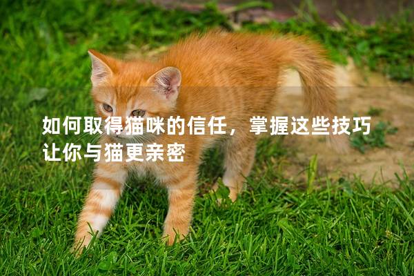 如何取得猫咪的信任，掌握这些技巧让你与猫更亲密