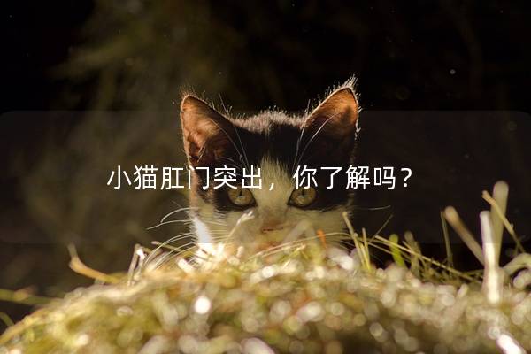 小猫肛门突出，你了解吗？