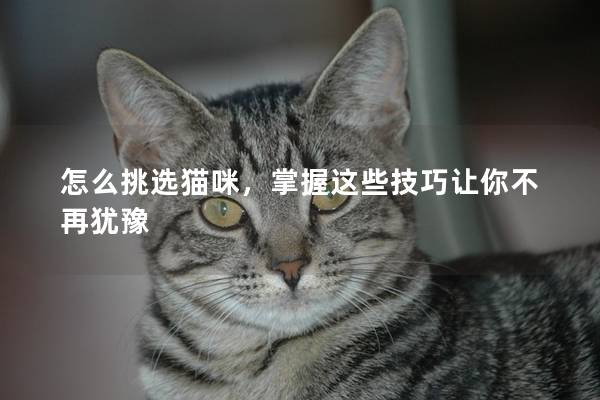 怎么挑选猫咪，掌握这些技巧让你不再犹豫