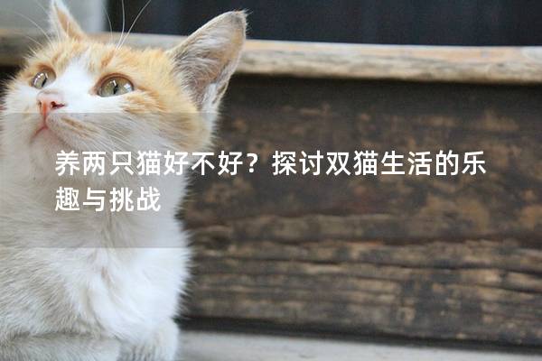 养两只猫好不好？探讨双猫生活的乐趣与挑战