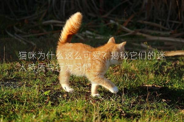 猫咪为什么这么可爱？揭秘它们的迷人特质与行为习惯