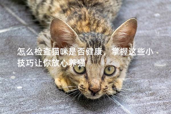 怎么检查猫咪是否健康，掌握这些小技巧让你放心养猫