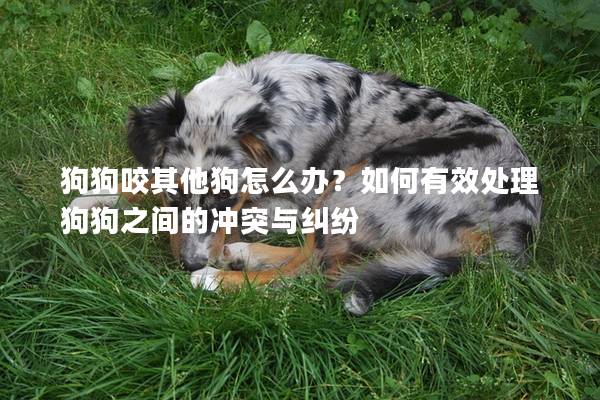 狗狗咬其他狗怎么办？如何有效处理狗狗之间的冲突与纠纷