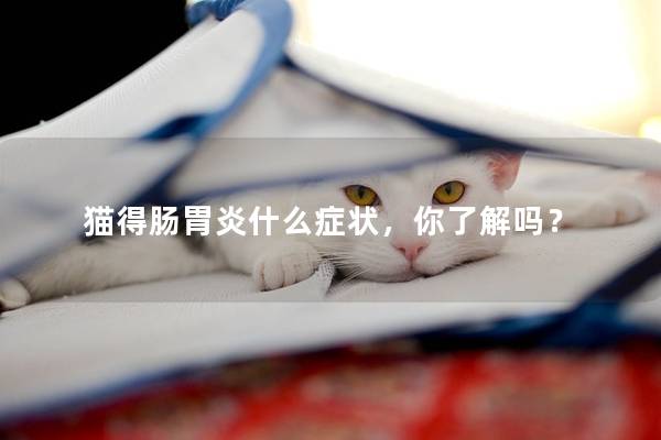 猫得肠胃炎什么症状，你了解吗？