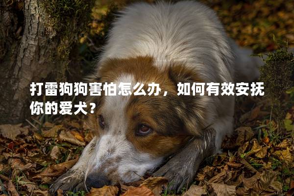 打雷狗狗害怕怎么办，如何有效安抚你的爱犬？