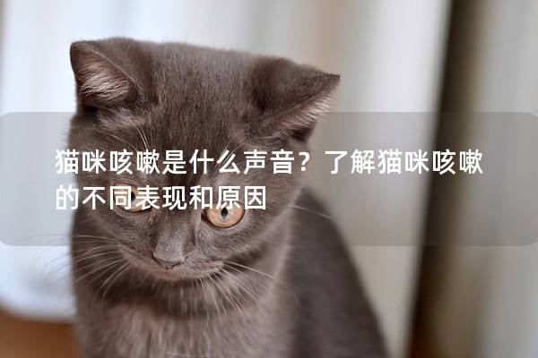 猫咪咳嗽是什么声音？了解猫咪咳嗽的不同表现和原因