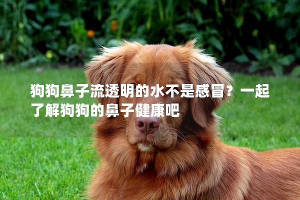 狗狗鼻子流透明的水不是感冒？一起了解狗狗的鼻子健康吧