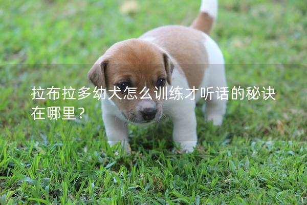 拉布拉多幼犬怎么训练才听话的秘诀在哪里？