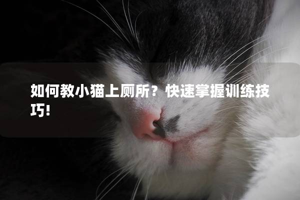 如何教小猫上厕所？快速掌握训练技巧!